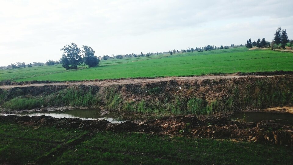 Cut and Fill PT Pupuk Kujang, Karawang